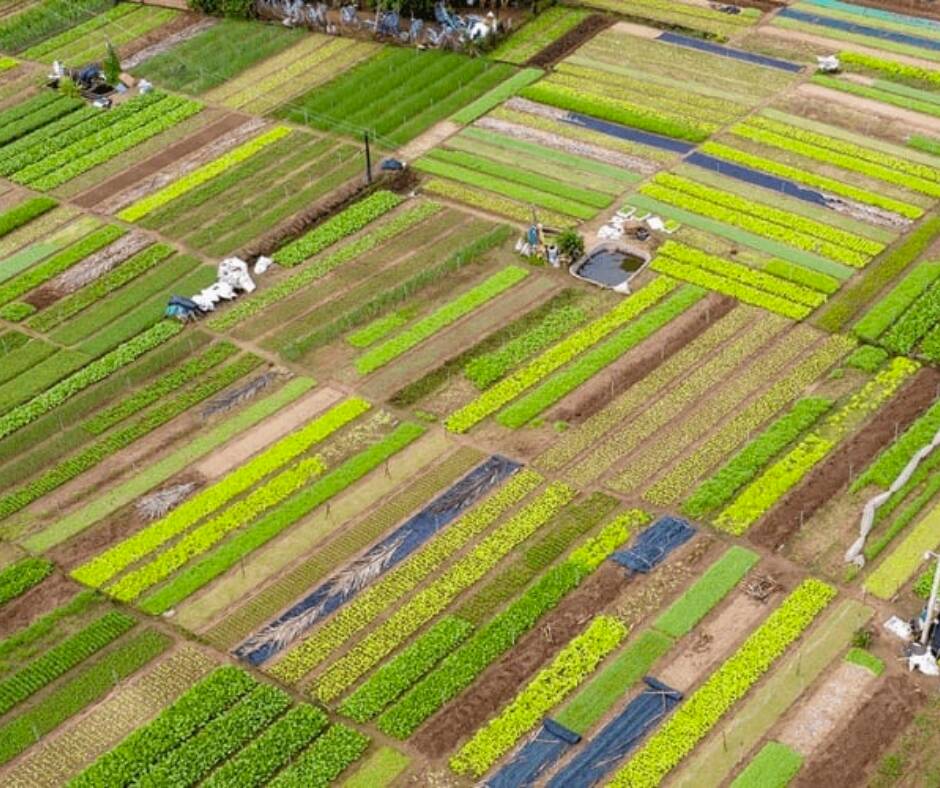 Tra Que Vegetable Village Tour