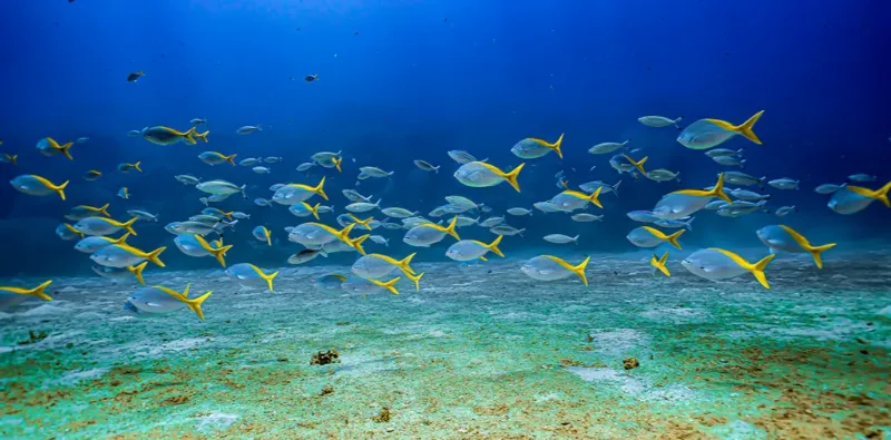 Cham Island Day Tour with Snorkeling cham island snorkeling tour