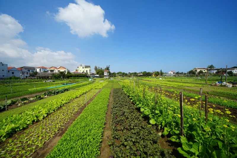Discover Tra Que Vegetable Village in Hoi An: A Refreshing and Lively Experience tra que vegetable village
